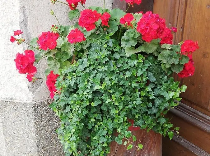 Frühstückspension Penzijon Urbanc Lovrenc na Pohorju